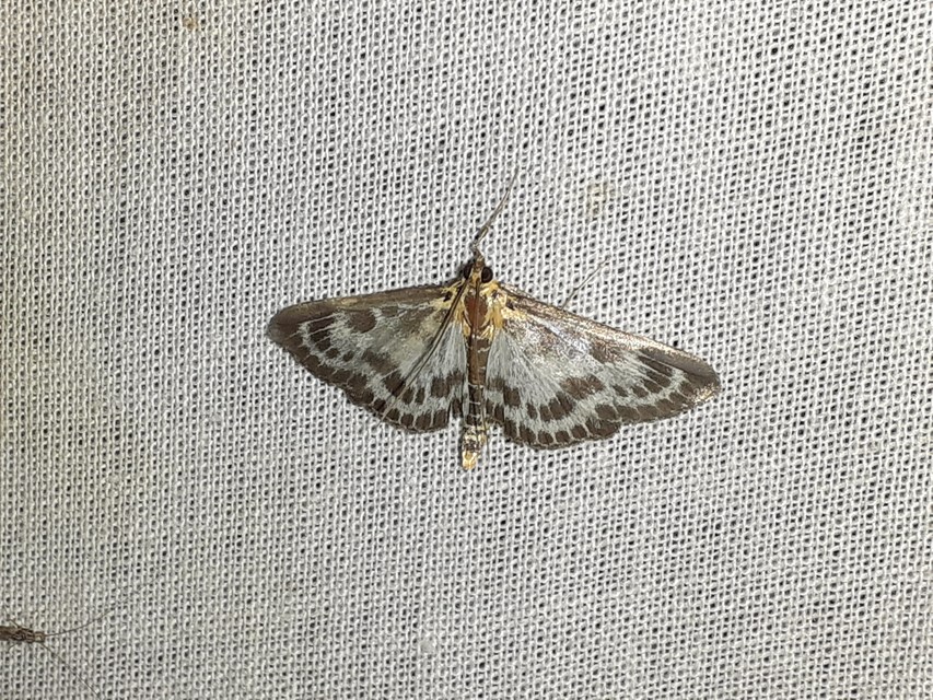 Anania hortulata - tarka csalánmoly