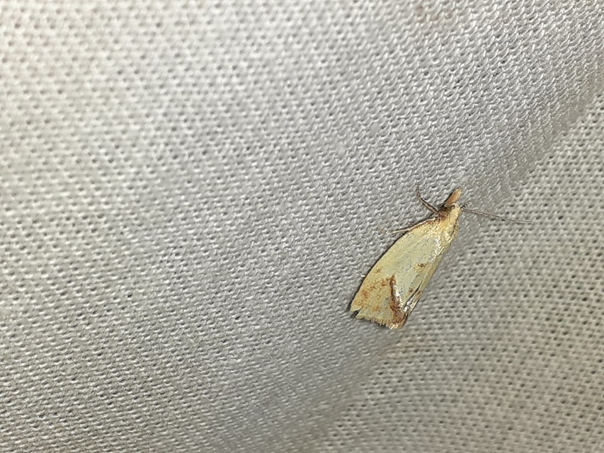 Agapeta hamana - közönséges sárgamoly
