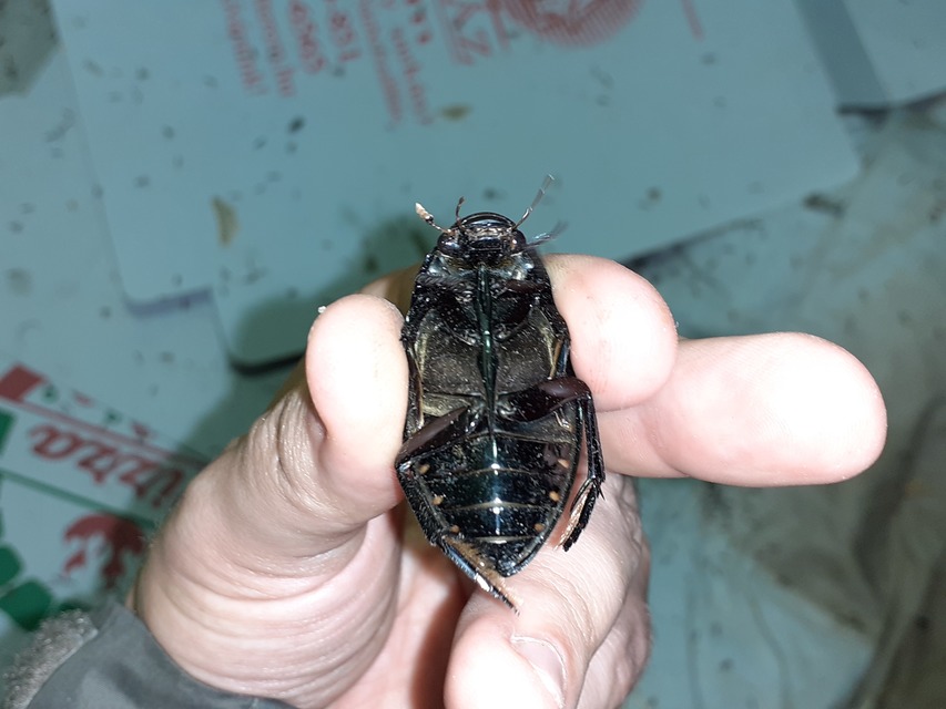 Hydrophilus aterrimus - fekete óriáscsibor