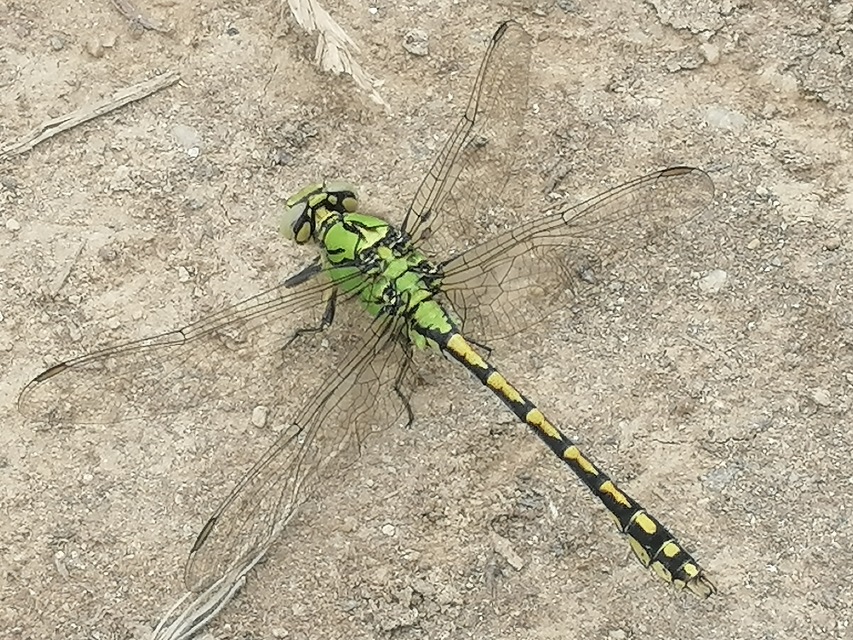 Ophiogomphus cecilia - zöld folyami-szitakötő