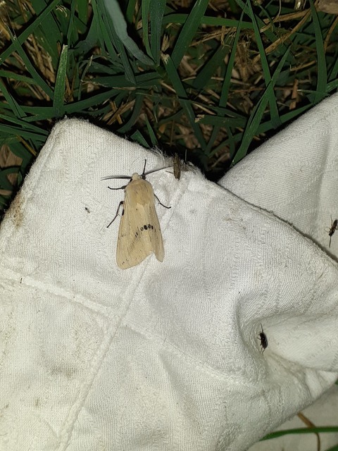 Spilarctia lutea - sárgás medvelepke