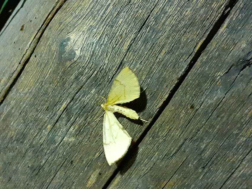 Eulithis pyraliata - sárga galajaraszoló