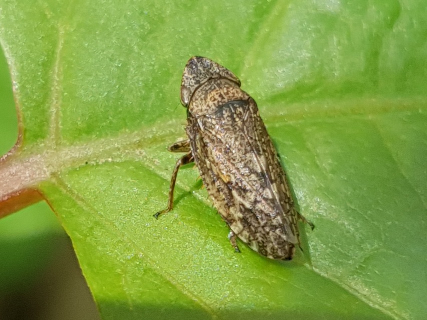 Aphrodes