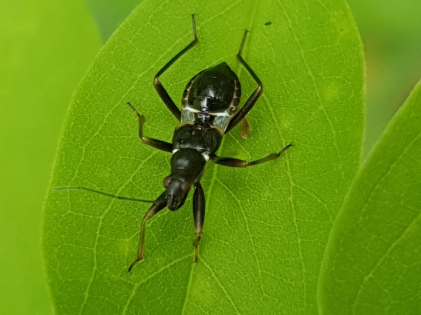 Himacerus