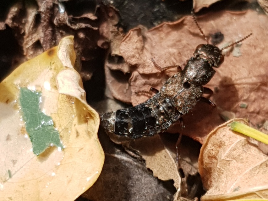 Ontholestes haroldi - sárgatérdű holyva