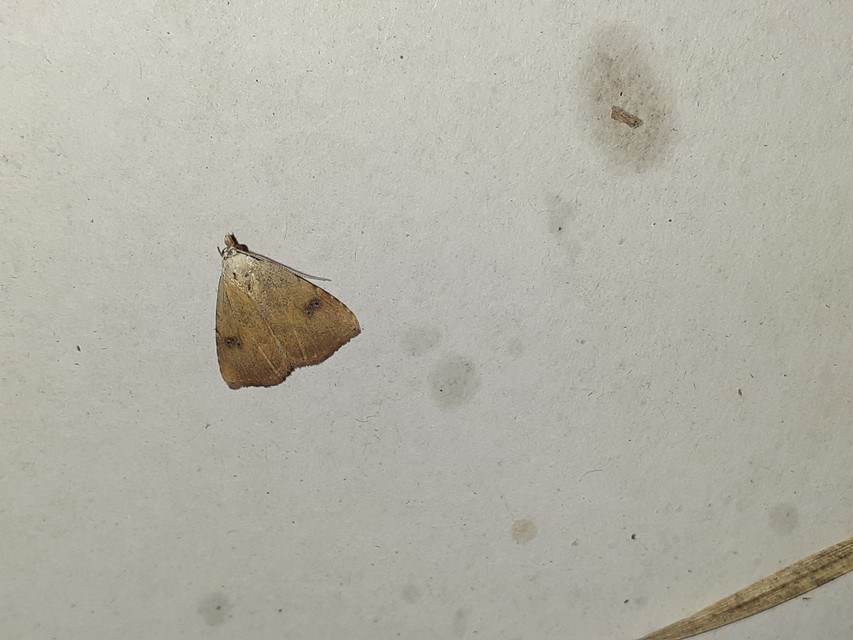 Rivula sericealis - selymes lórombagoly