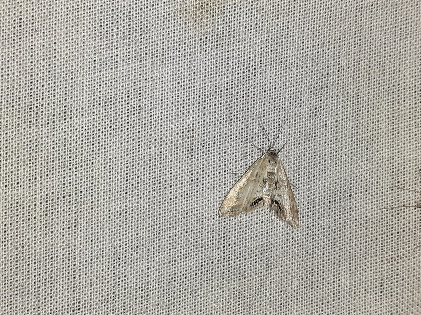 Cataclysta lemnata - békalencsemoly