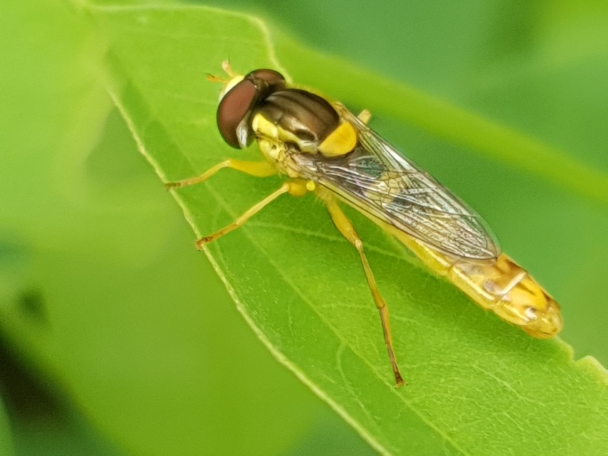 Sphaerophoria scripta - tarka darázslégy
