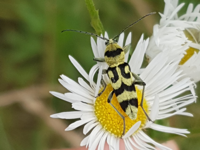 Chlorophorus varius - díszes darázscincér