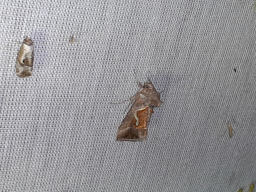 Macdunnoughia confusa - cseppfoltos ezüstbagoly