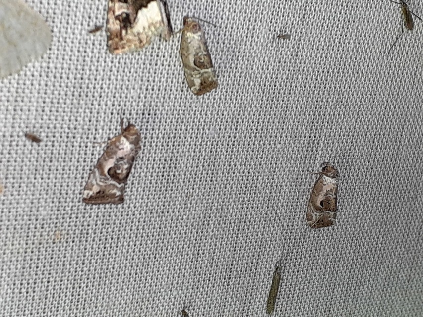 Hapalotis venustula - rózsaszínű mázasbagoly