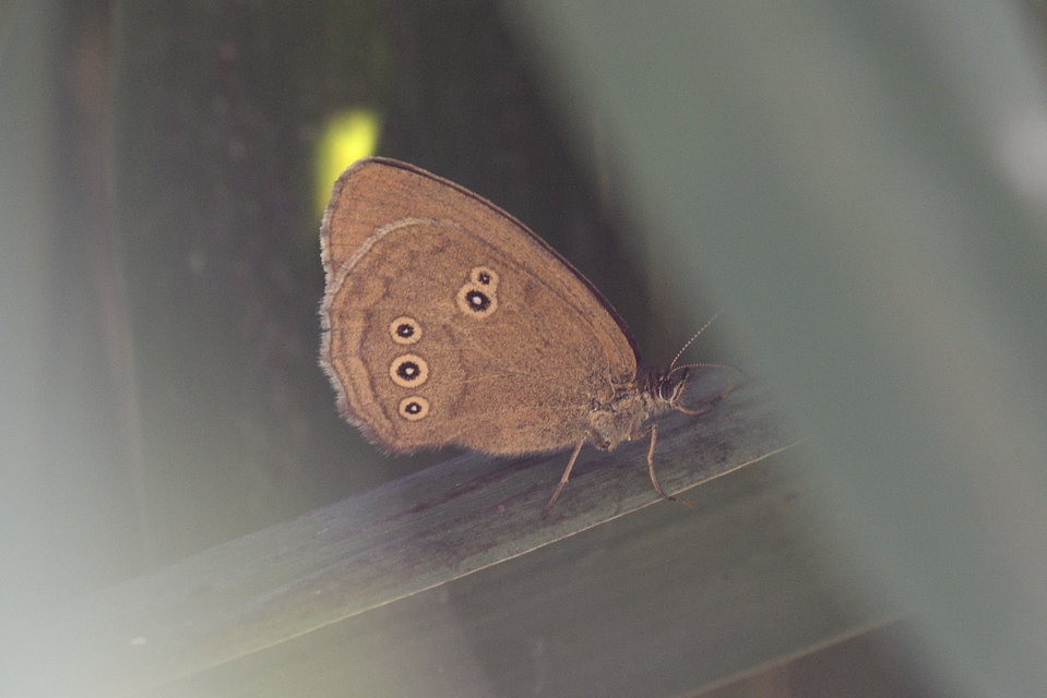 Aphantopus hyperanthus - közönséges ökörszemlepke