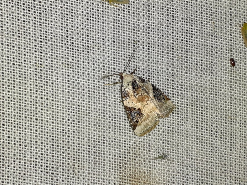 Pseudeustrotia candidula - fehéres apróbagoly