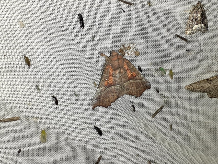 Scoliopteryx libatrix - vörös csipkésbagoly