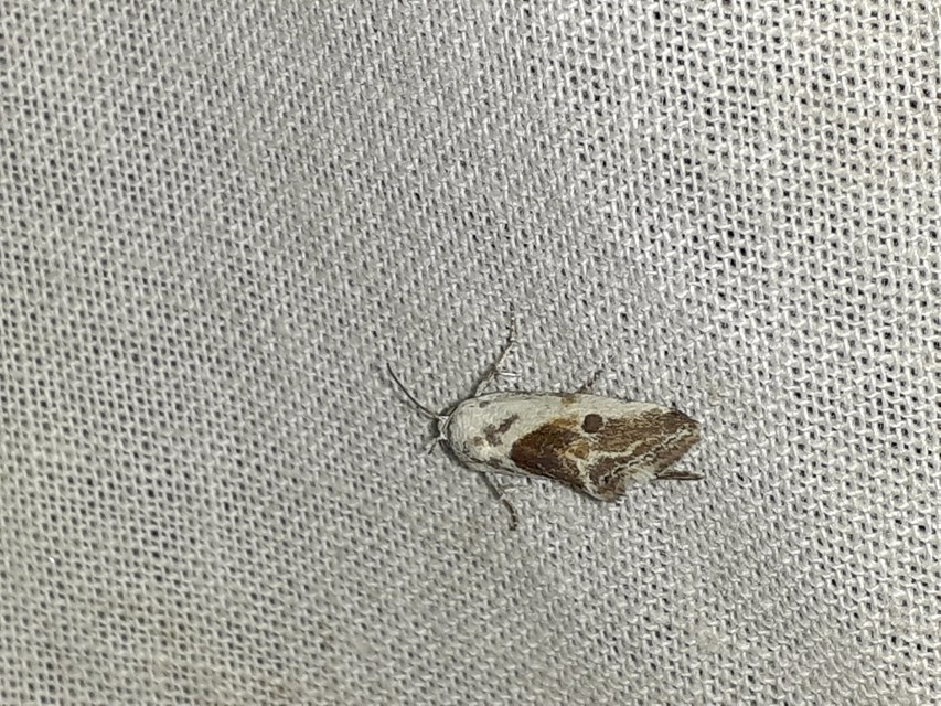 Ponometia candefacta - parlagfűbagoly