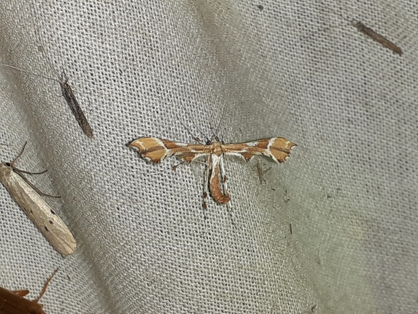 Cnaemidophorus rhododactyla - rózsabogyó-tollasmoly