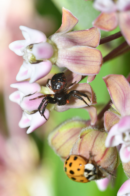 Synema globosum/ornatum