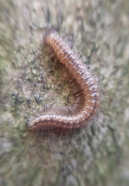 Diplopoda - Ikerszelvényesek
