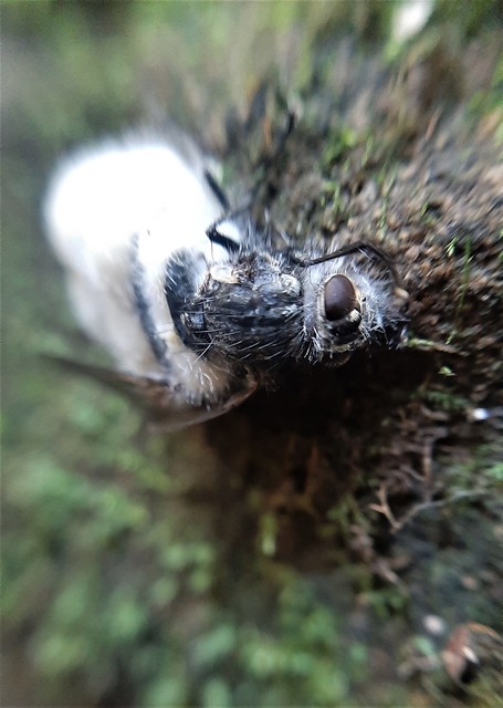 Calliphora