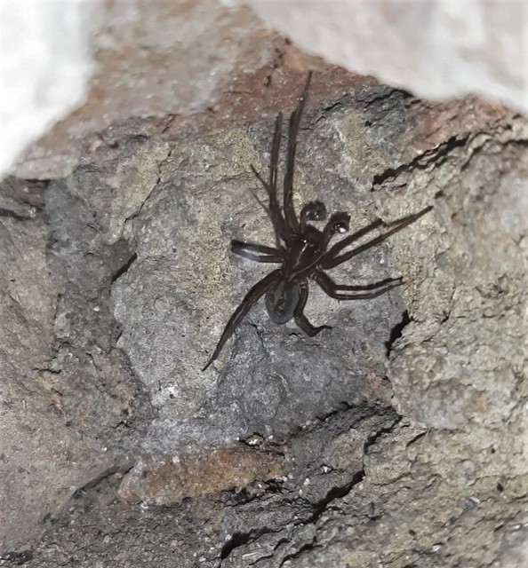 Amaurobius ferox - nagy eretnekpók