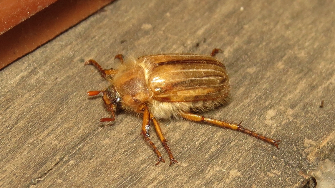 Amphimallon solstitiale - bordás sárgacserebogár
