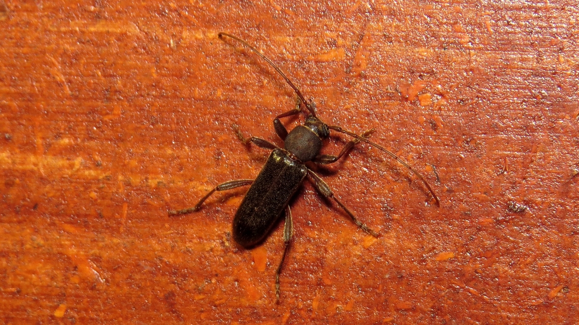 Trichoferus campestris - szállóvendég éjicincér