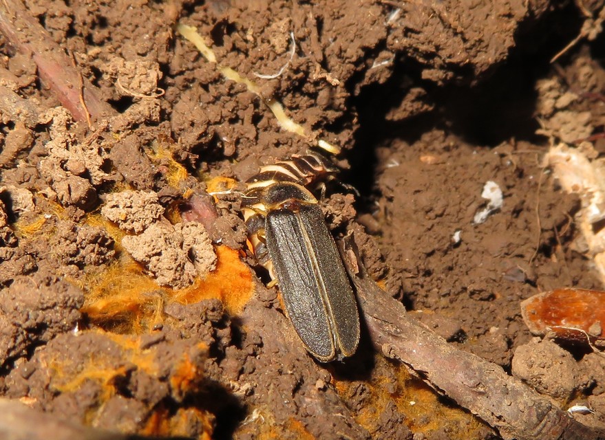 Lampyris noctiluca - nagy szentjánosbogár
