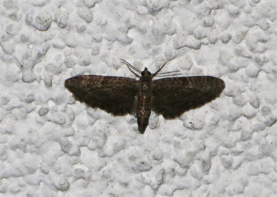 Eupithecia orphnata - kockásrojtú törpearaszoló