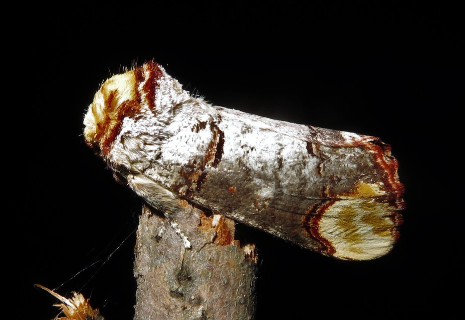 Phalera bucephala - sárgafoltos púposszövő
