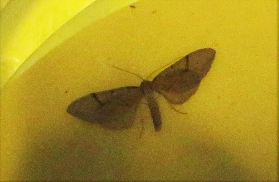 Eulithis pyraliata - sárga galajaraszoló