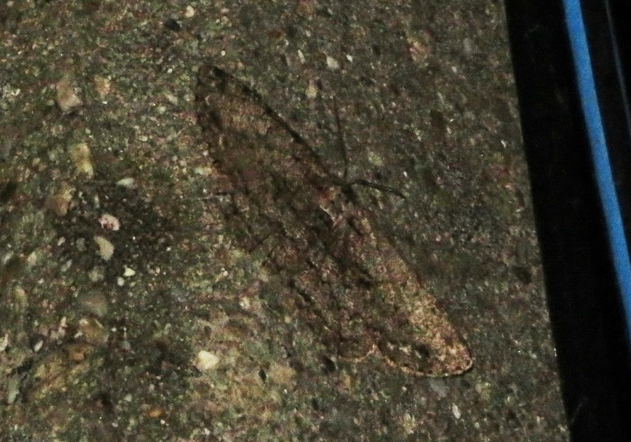 Hypomecis roboraria - nagy tölgyfaaraszoló