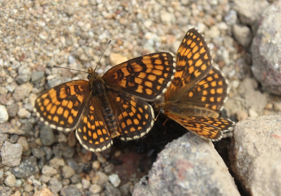 Melitaea athalia - közönséges tarkalepke