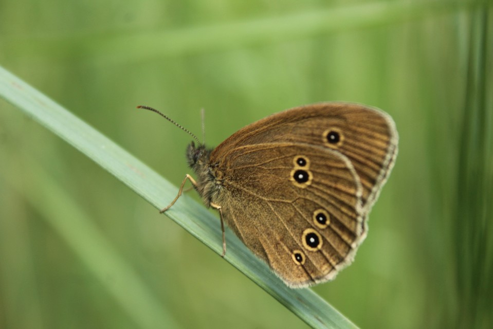 Aphantopus hyperanthus - közönséges ökörszemlepke
