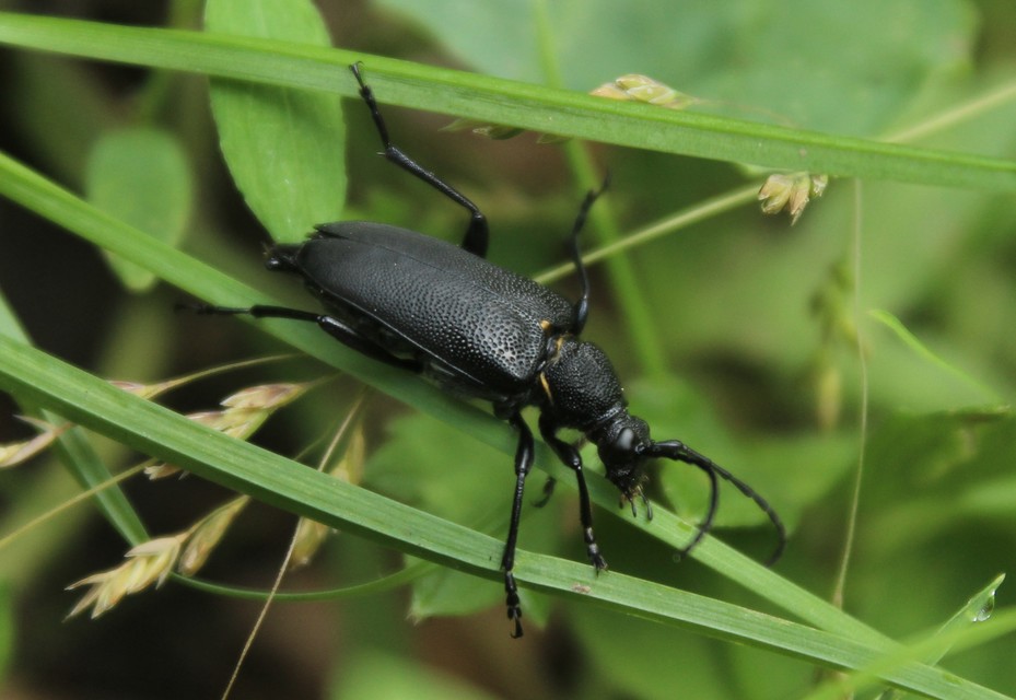 Stictoleptura scutellata - hegyi virágcincér