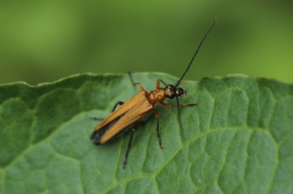 Oedemera podagrariae - székfű-álcincér