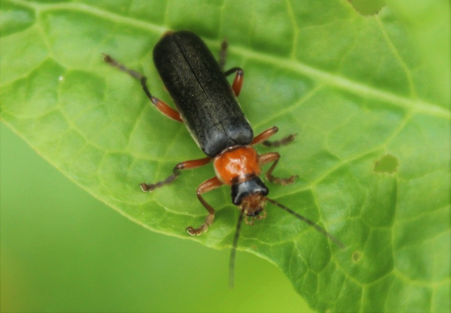 Cantharis pellucida - ligeti lágybogár