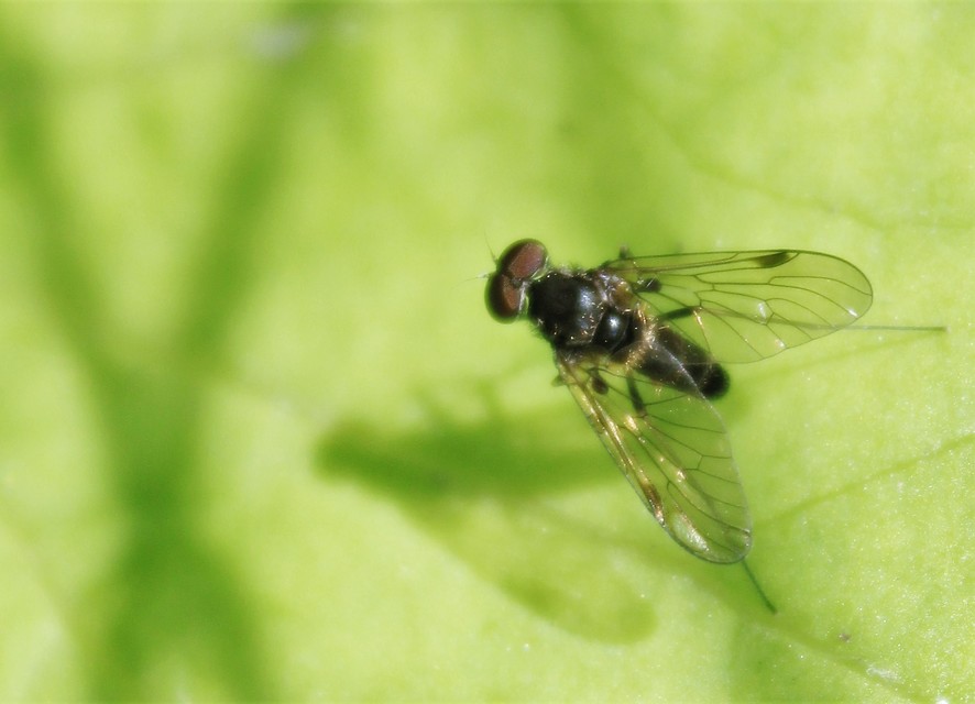 Chrysopilus cristatus - aranyló kószalégy