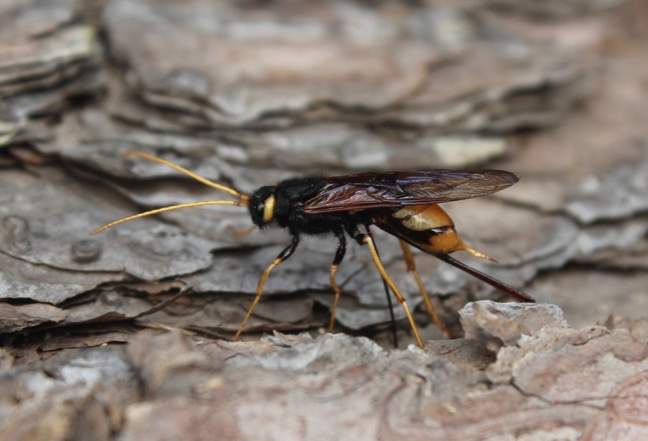 Urocerus gigas