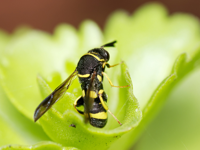 Leucospis