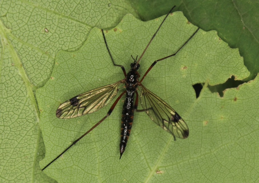 Dictenidia bimaculata