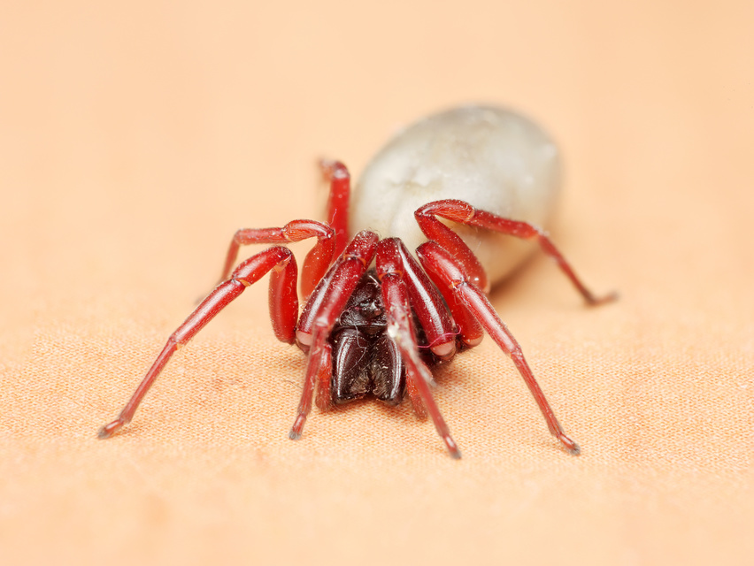 Dysderidae - fojtópókok