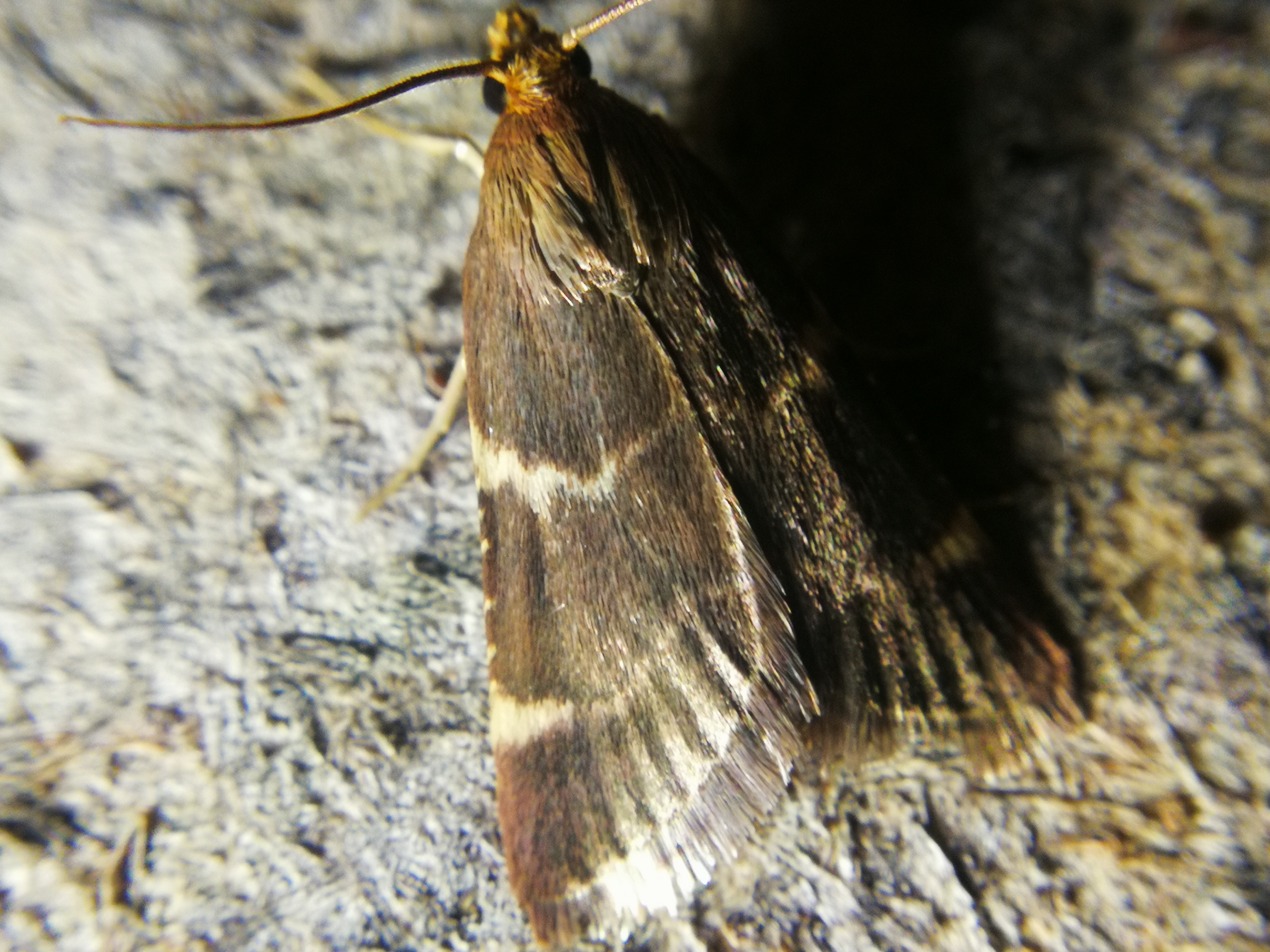 Pyralis perversalis - pusztai fényilonca