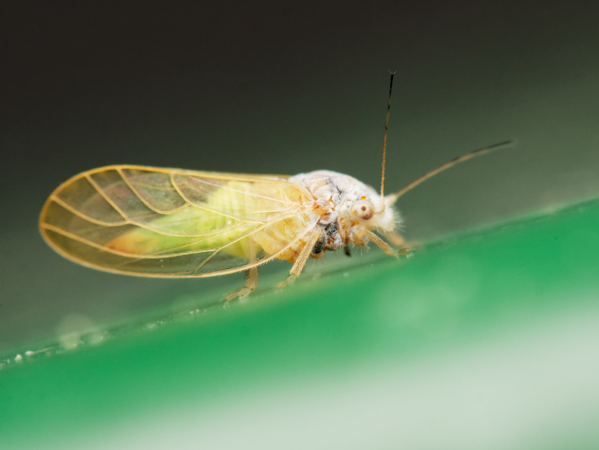 Psyllidae