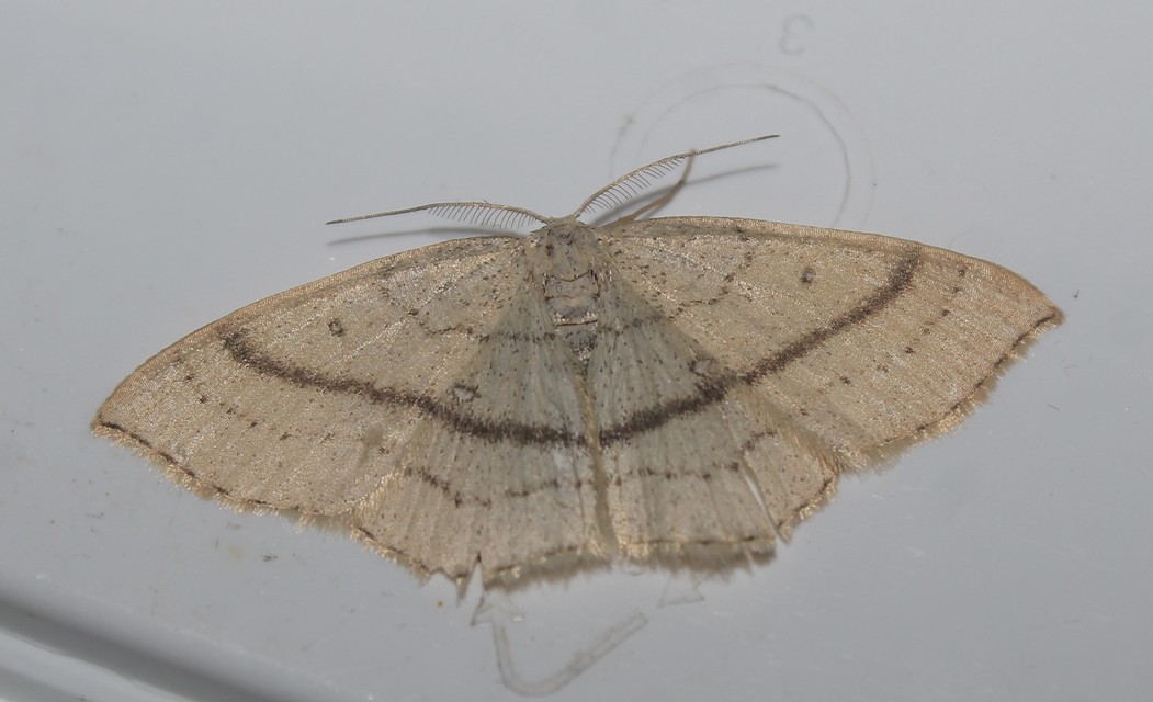 Cyclophora linearia - vonalas pettyesaraszoló