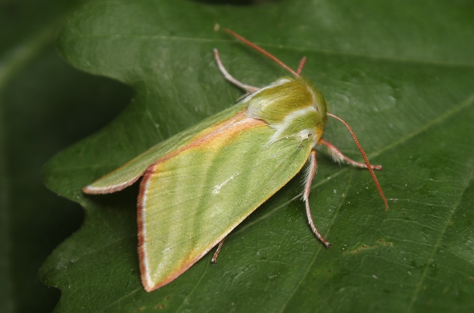 Pseudoips prasinana - bükkfa-zöldbagoly