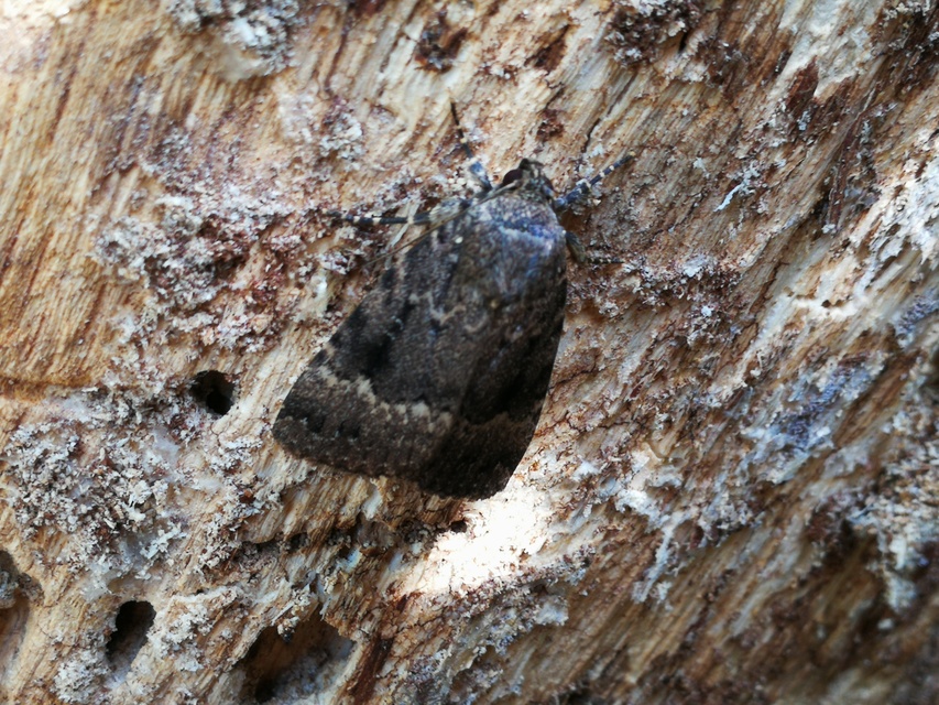Amphipyra berbera/pyramidea