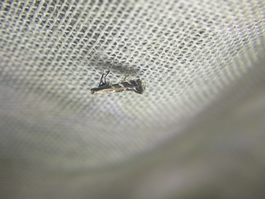 Parectopa robiniella - akáclevél-hólyagosmoly