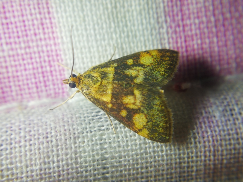 Pyrausta aurata - aranyló bíbormoly