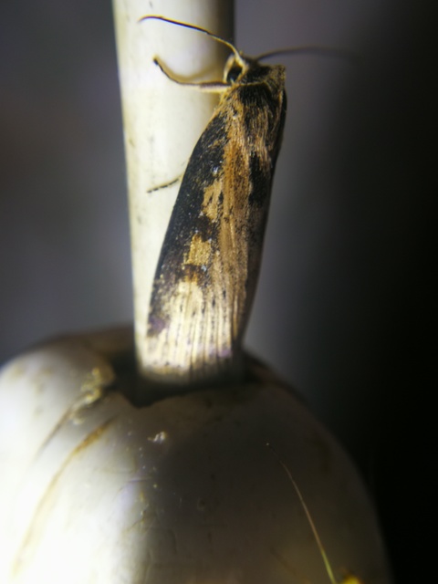 Chilodes maritima - négyfoltos nádibagoly