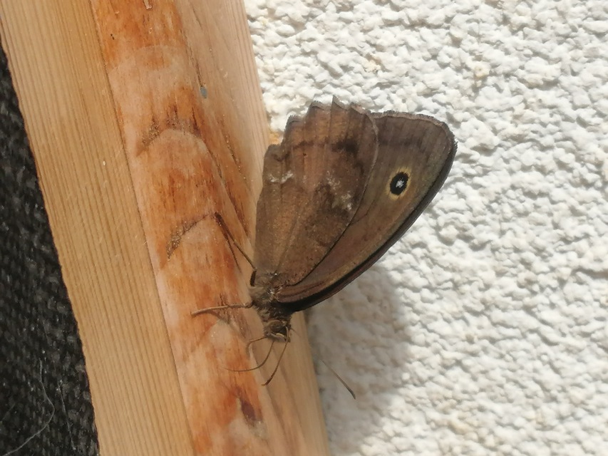 Minois dryas - fekete szemeslepke